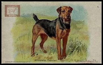 1 Airedale Terrier